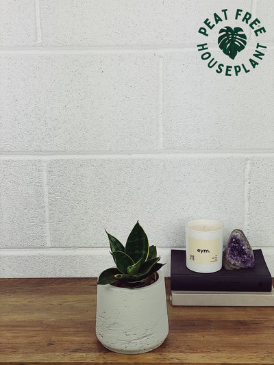 Sansevieria Hahnii Green Care Guide