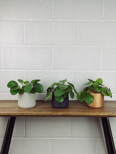 3 Houseplants That Will Bring You Luck And Prosperity