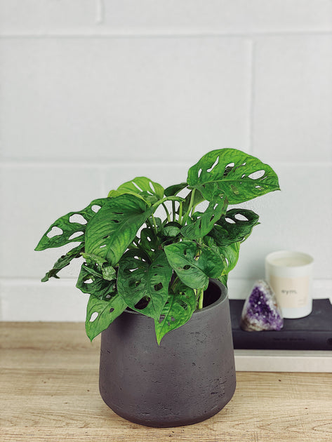 philodendron clarkei Philodendron Clarkei – Lost in the Forrest main image 0