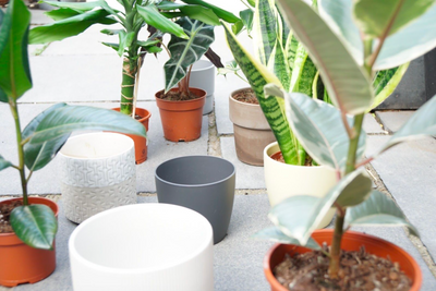 Why houseplants are good for your physical and mental health
