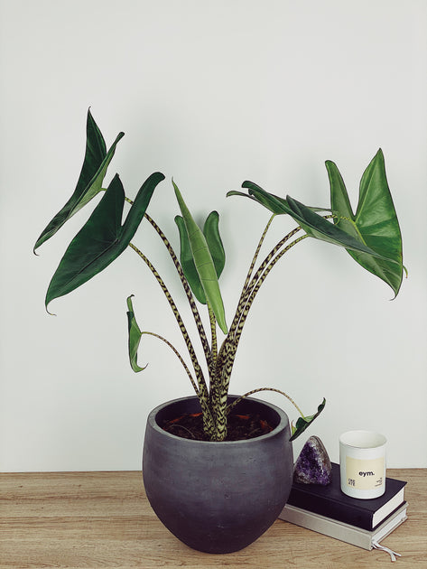 Alocasia Zebrina Care Guide  Quirky Plants