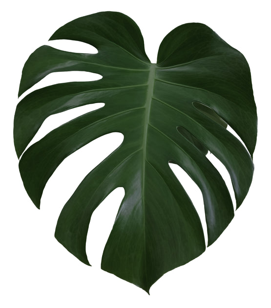 Quirky Plants logo