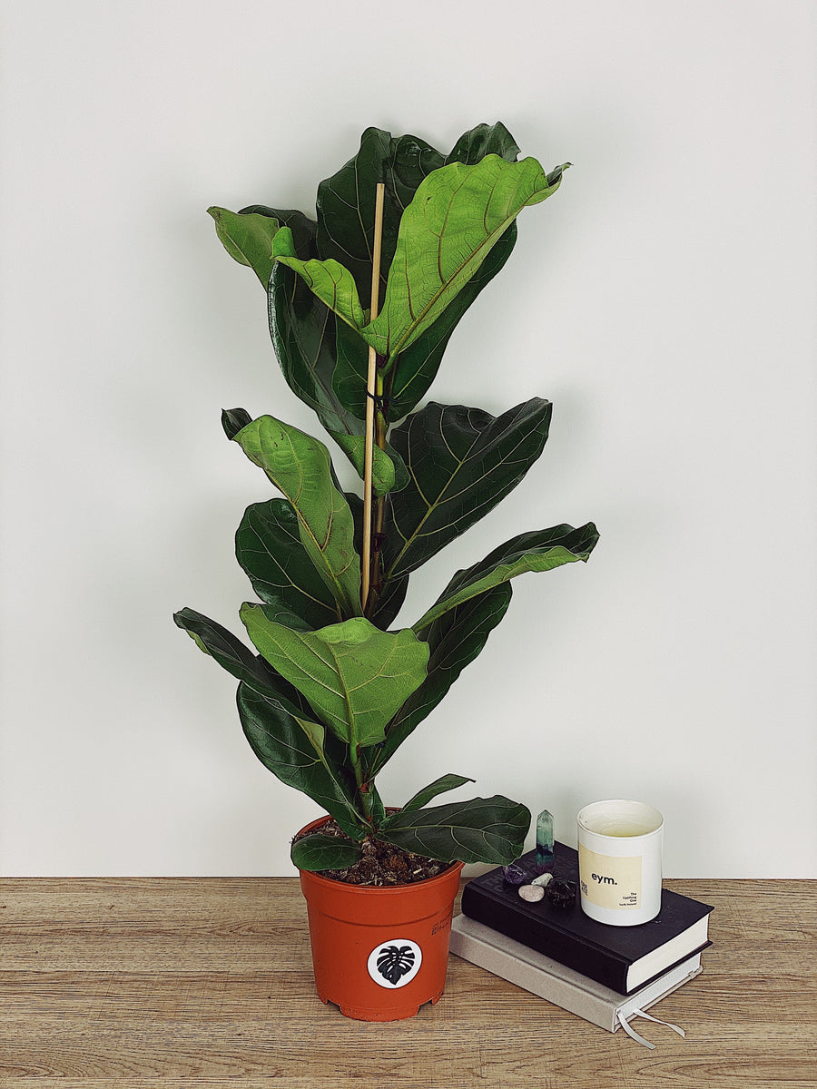buy fiddle leaf fig tree uk Fiona the Fiddle Leaf Fig Tree