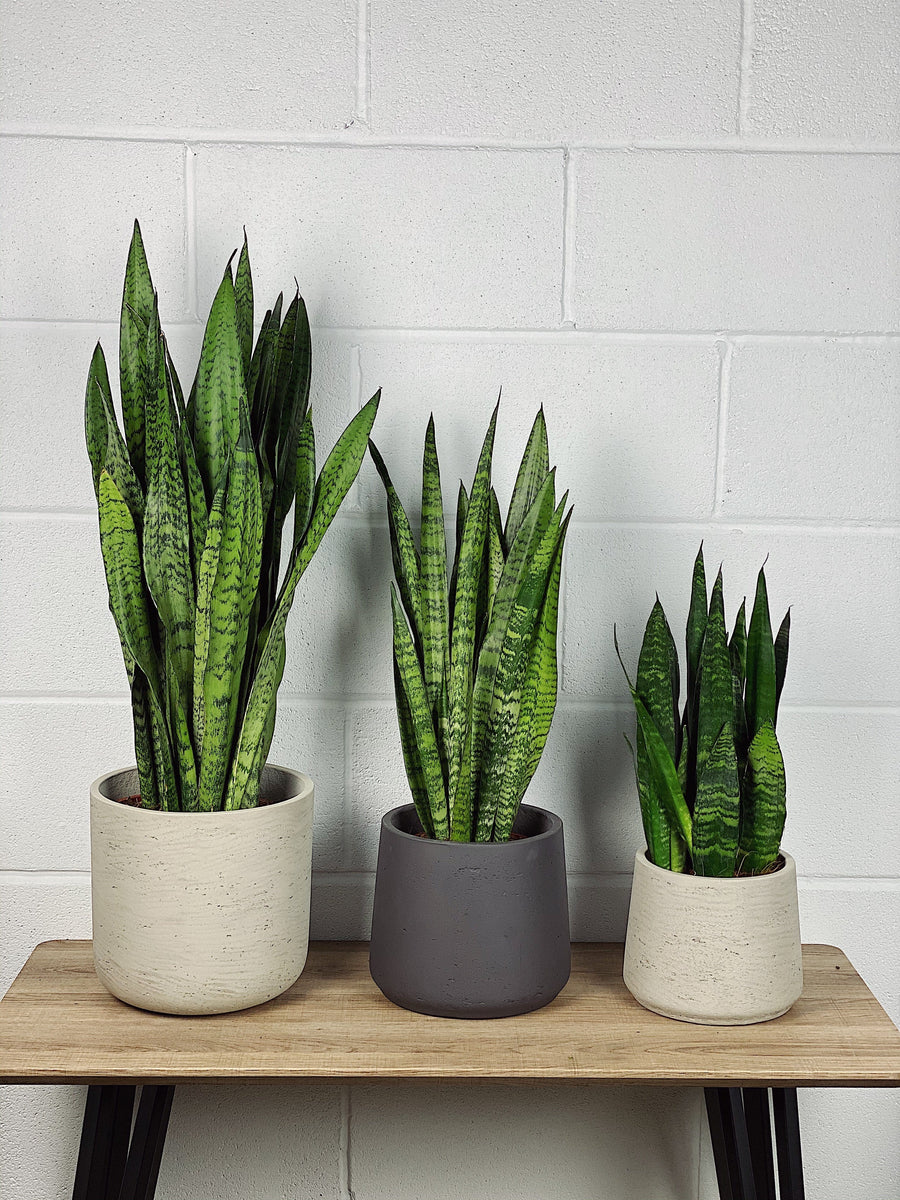 Snake Plant Zeylanica Vs Black Coral Hotsell head.hesge.ch