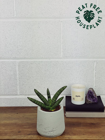 Sansevieria Boncel Care Guide