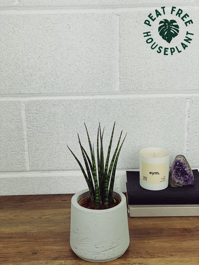 Sansevieria Fernwood Care Guide