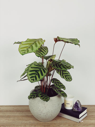 Calathea Makoyana Care Guide