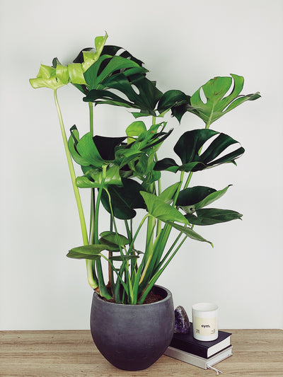 Monstera Deliciosa Care Guide