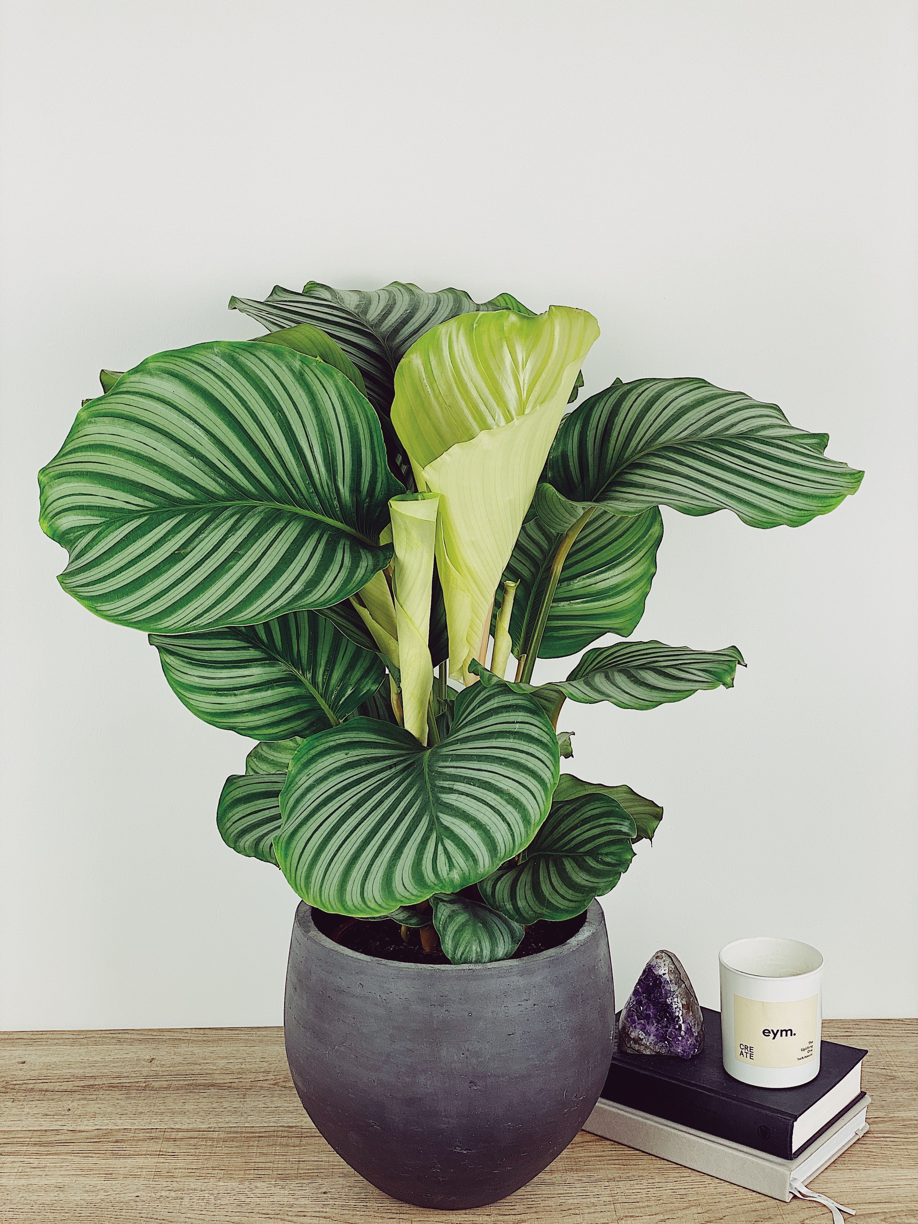 Calathea Orbifolia Care Guide  Quirky Plants