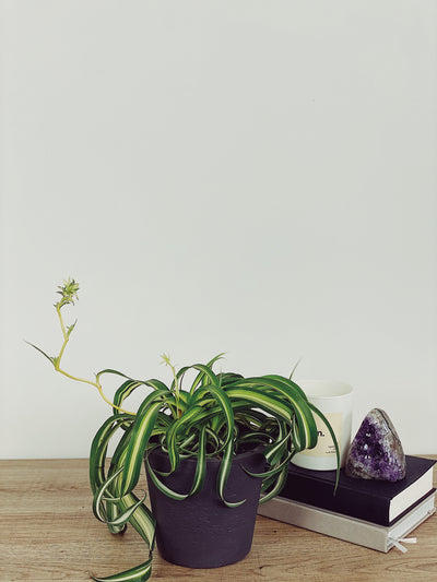 Spider Plant Care Guide