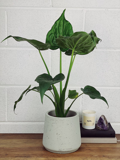 Alocasia Cucullata Care Guide