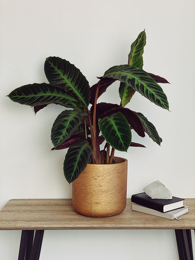 Calathea Warscewiczii Care guide