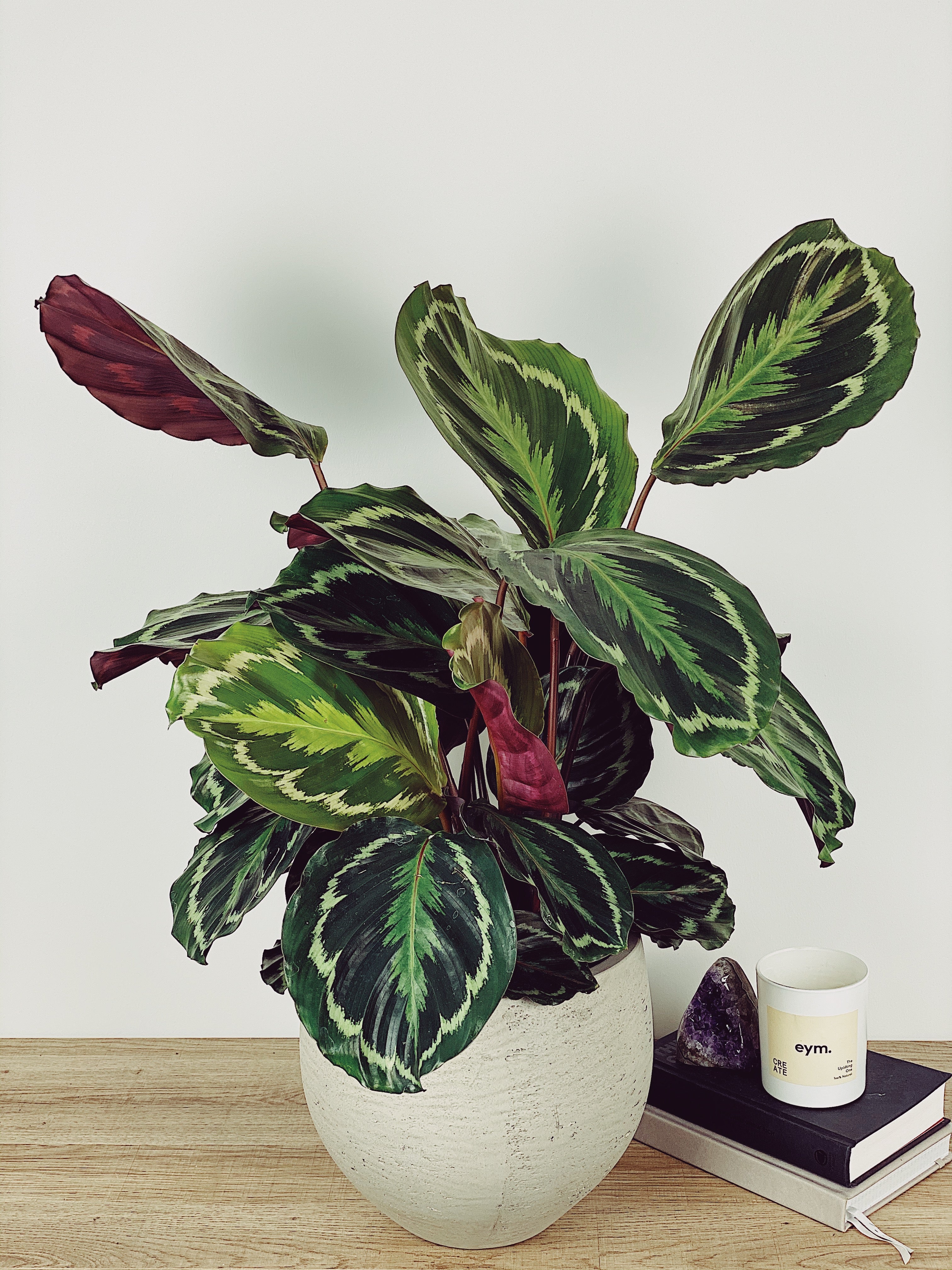 Calathea Medallion Care Guide  Quirky Plants