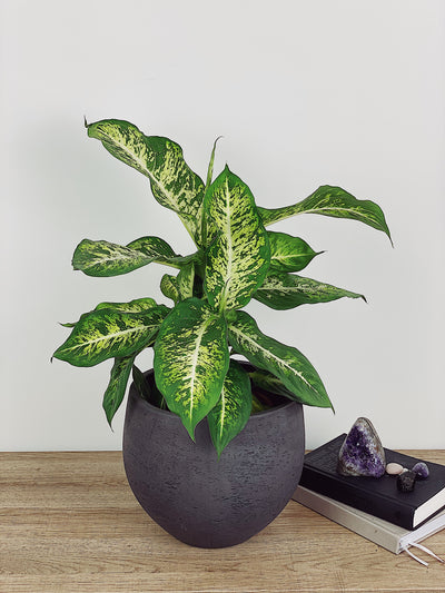 Dieffenbachia Care Guide