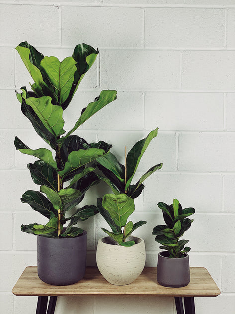 Ficus Lyrata Care Guide – Quirky Plants