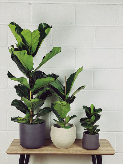 Ficus Lyrata Care Guide