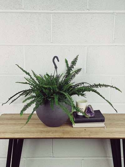 Boston Fern Care Guide