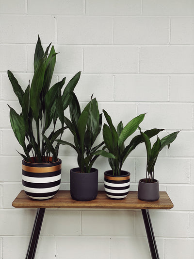 Aspidistra Elatior Care Guide