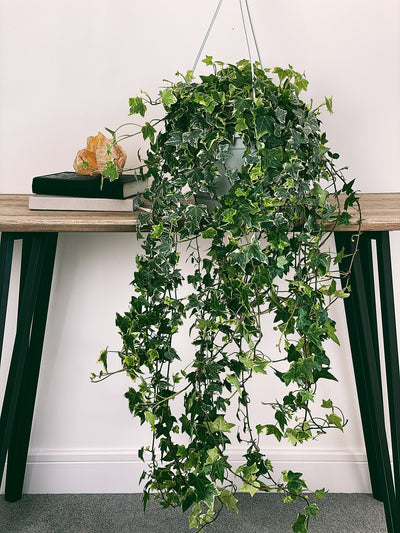English Ivy Care Guide
