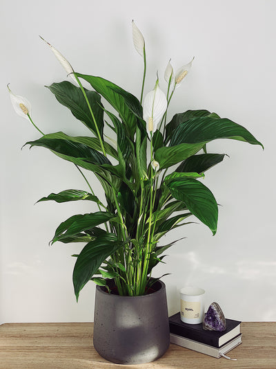 Peace Lily Care Guide