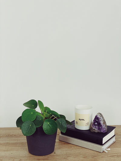 Pilea Peperomioides Care Guide