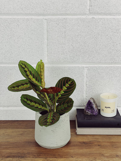 Maranta Care Guide