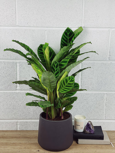 Calathea Zebrina Care Guide