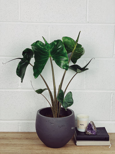 Alocasia Stingray Care Guide