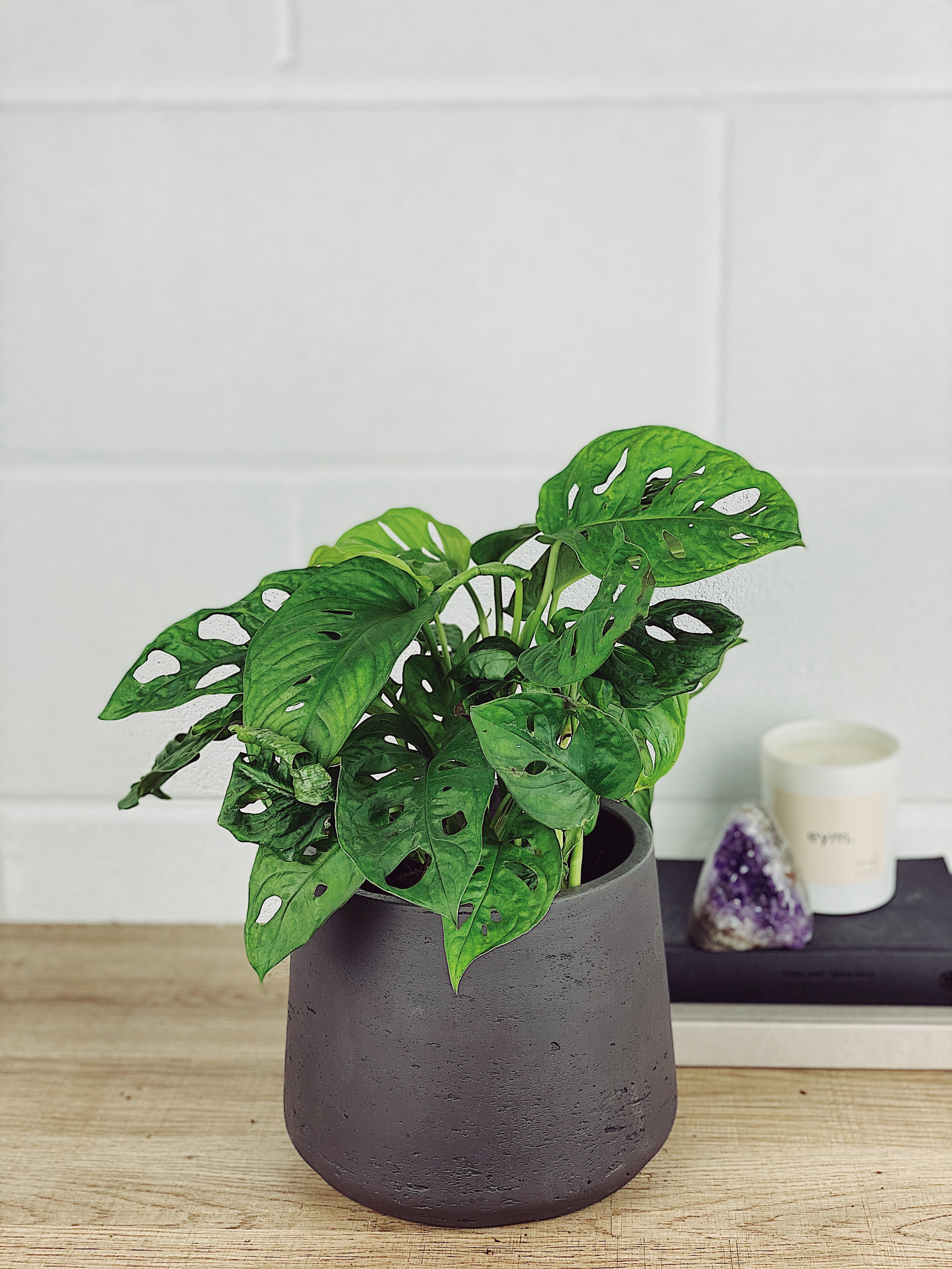 philodendron black cardinal Philodendron Black Cardinal