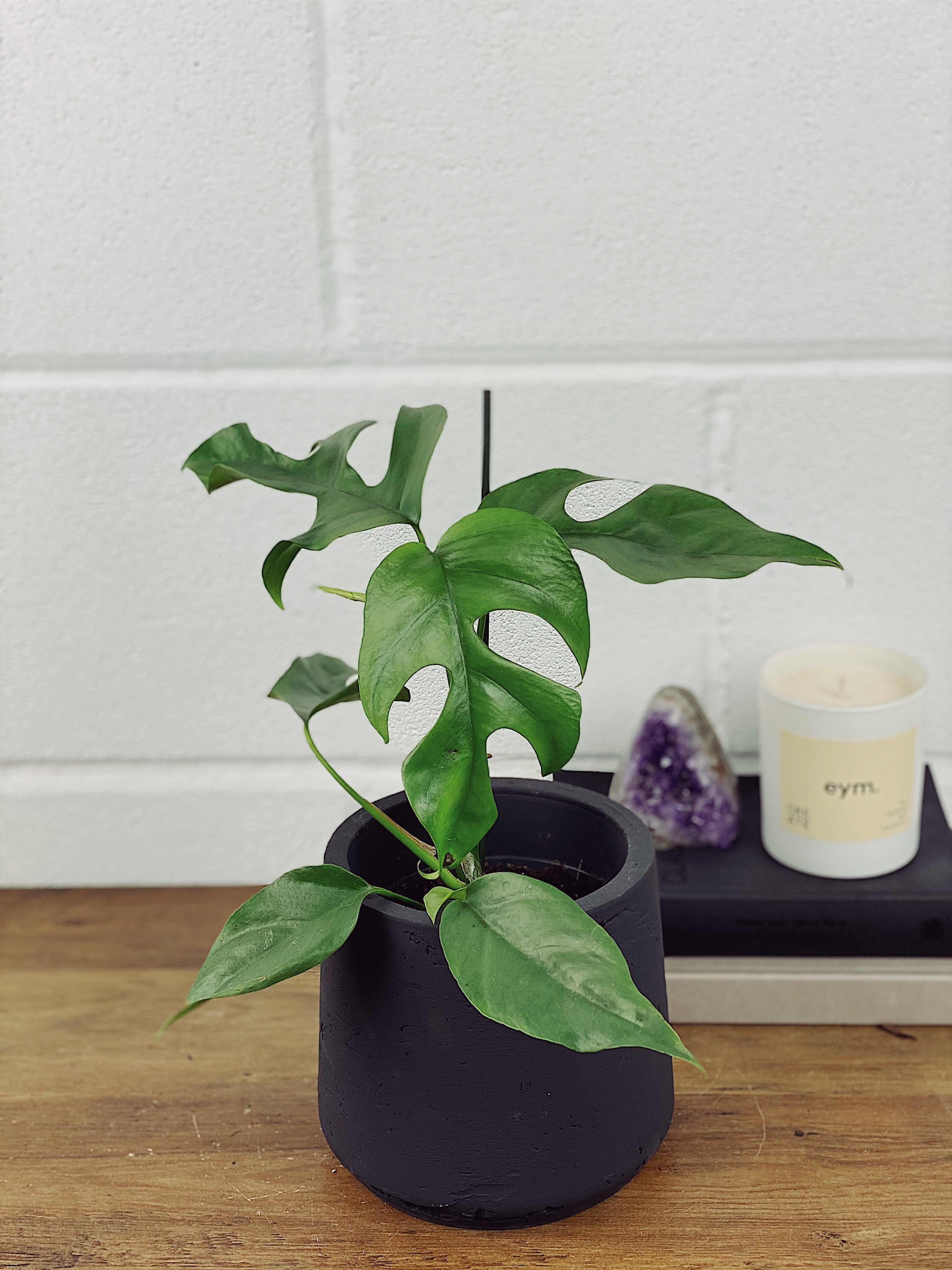 Monstera Piccolo Care Guide  Quirky Plants