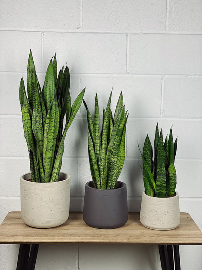 Snake Plant Care Guide