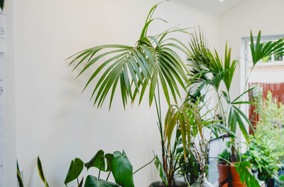 5 Statement HousePlants to Liven Up Your Space