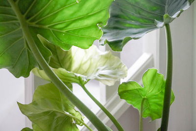 Guide to meeting your houseplants lighting requirements