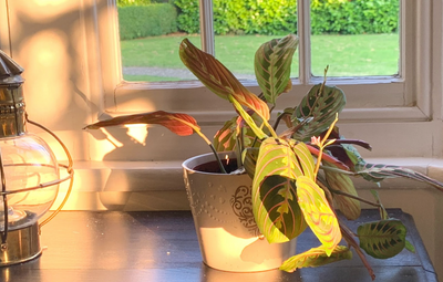 The Best Sun Loving Houseplants