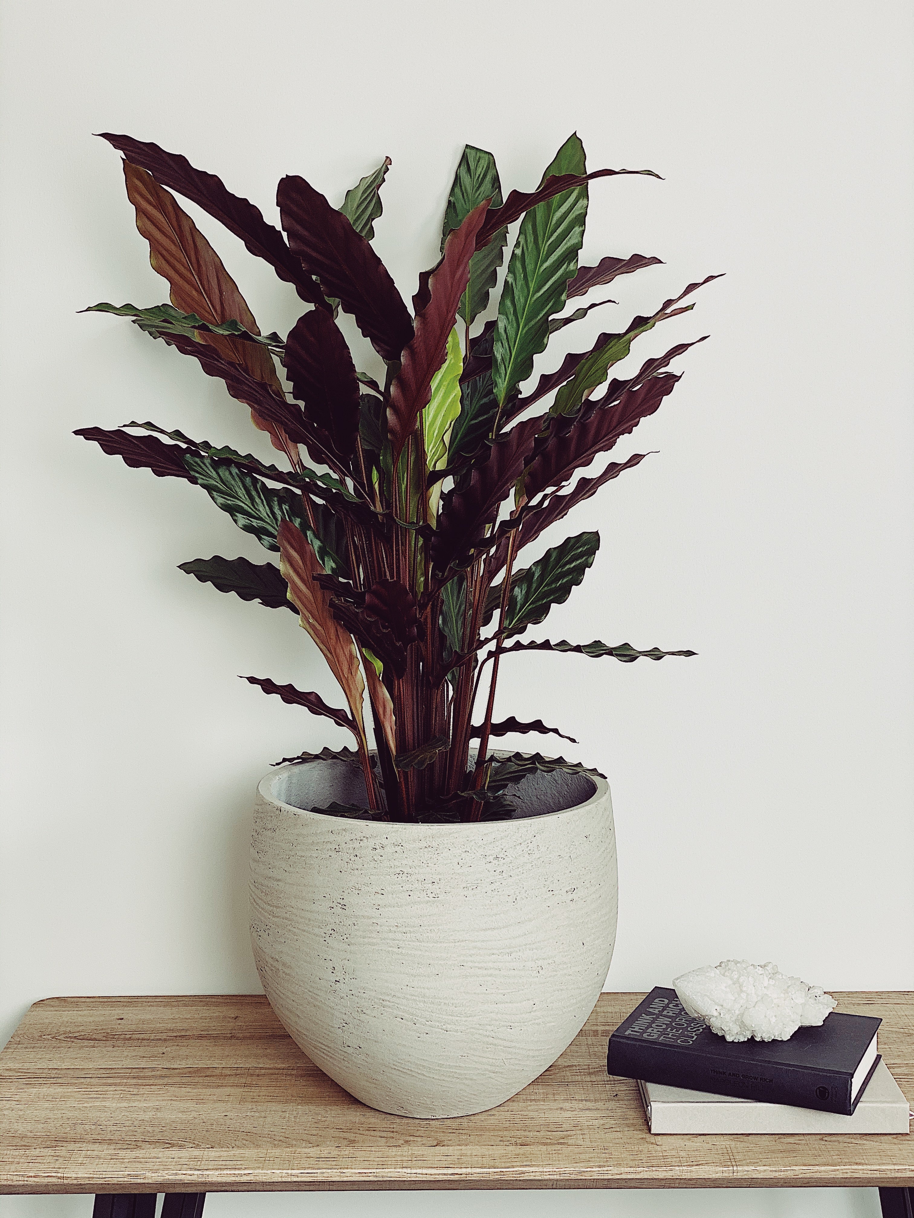 Calathea Rufibarba Care Guide – Quirky Plants