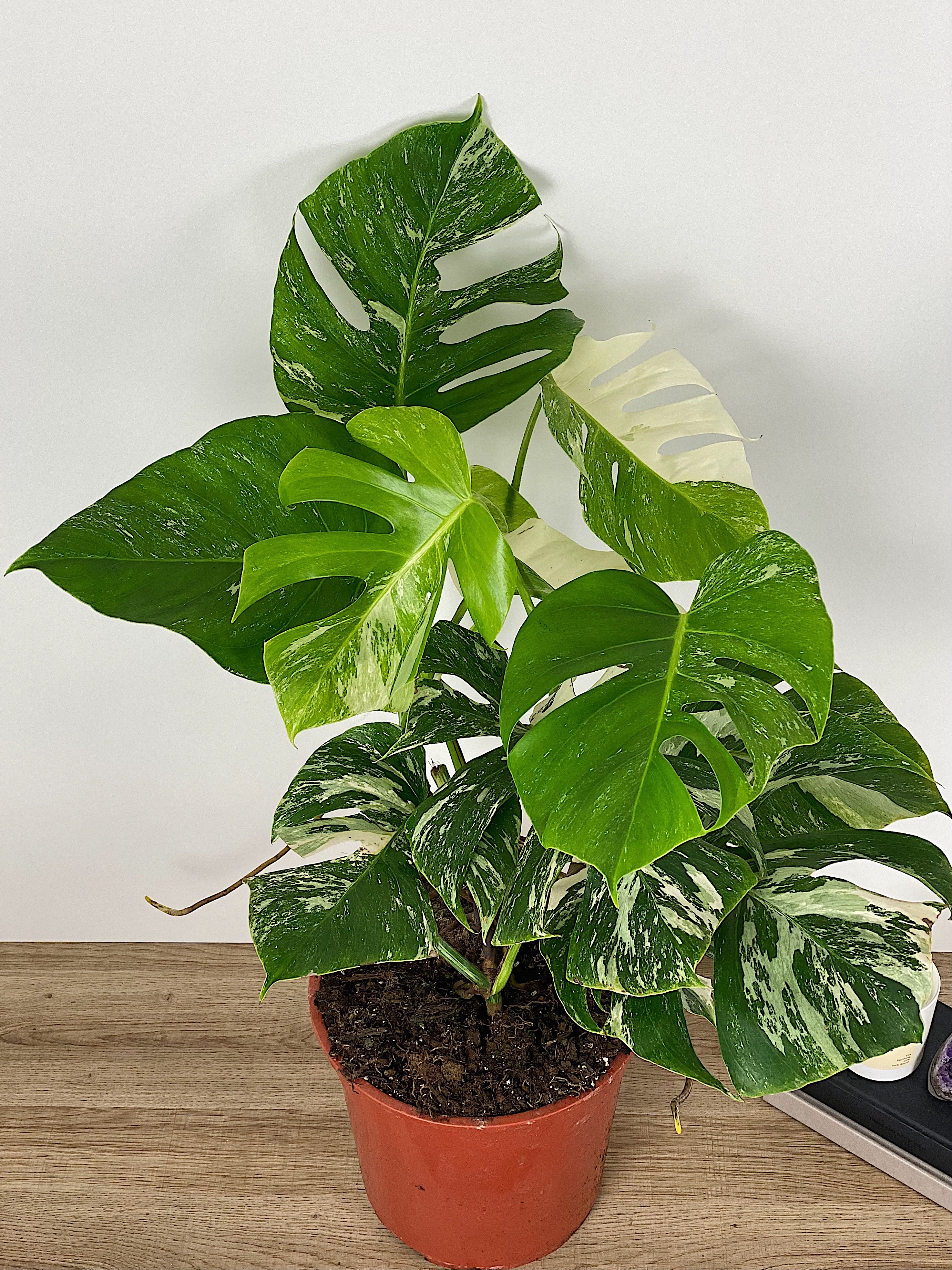 fatsia plants Fatsia Japonica Variegata