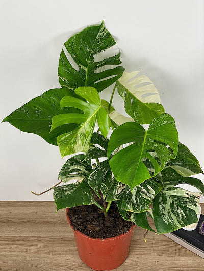 Variegated Monstera Care Guide