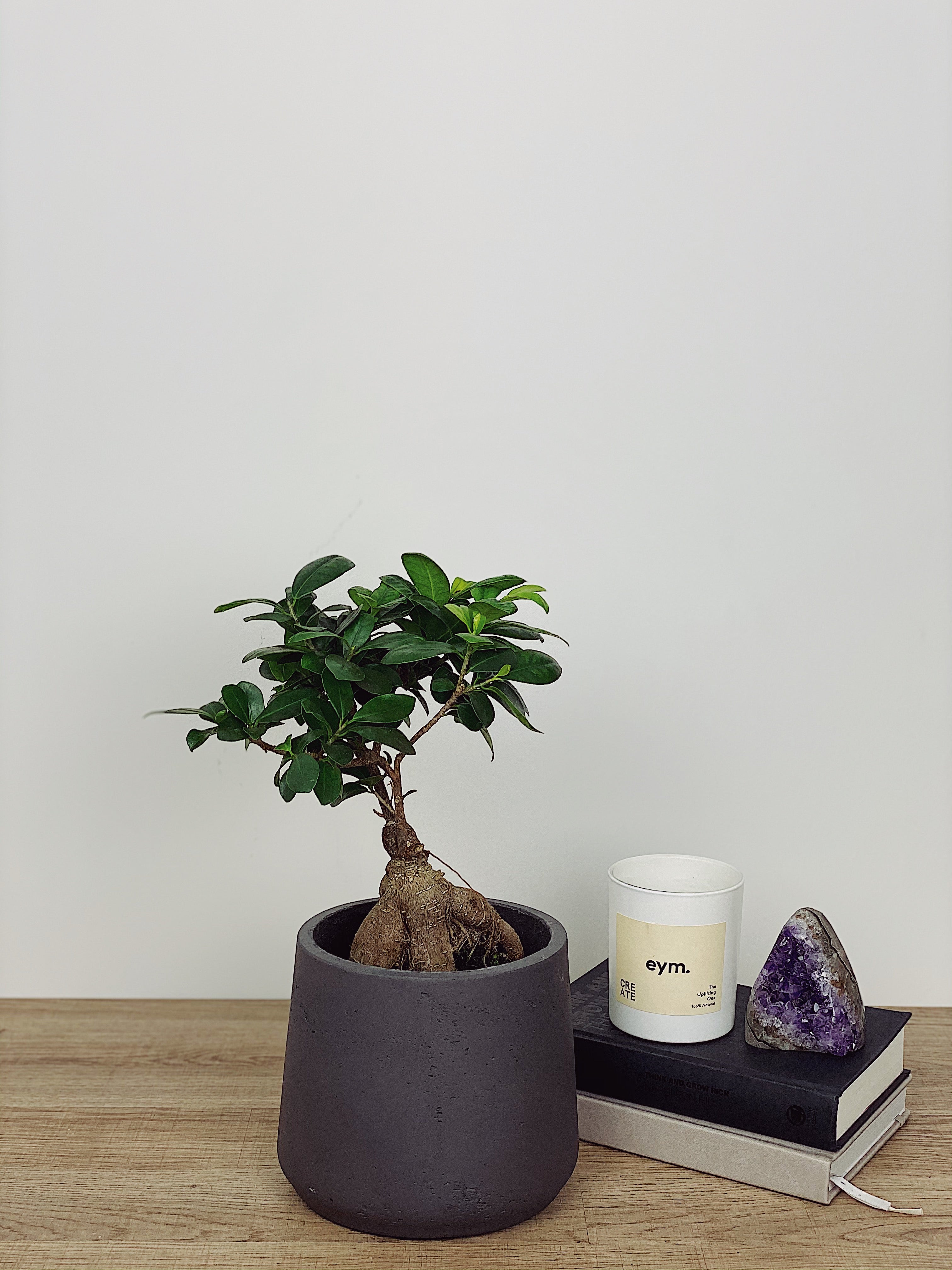 Ficus Ginseng Bonsai – Pianta Da Interno Viva – Vaso 12 Cm, Altezza 20-30 Cm – Alberello Decorativo Per Casa, Ufficio – Regalo Vivente Originale