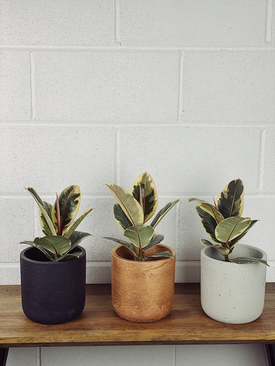 Rubber Plant Care Guide