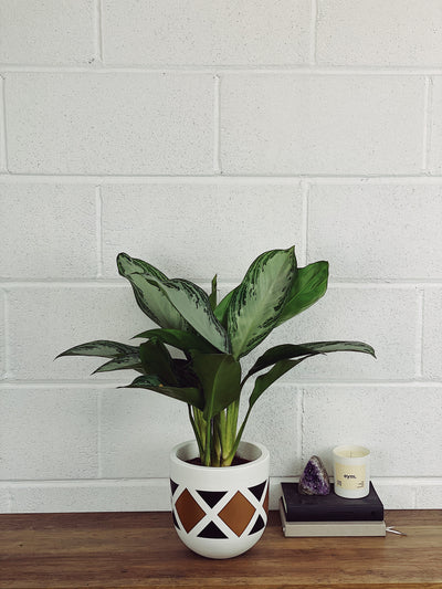 Aglaonema Silver Care Guide