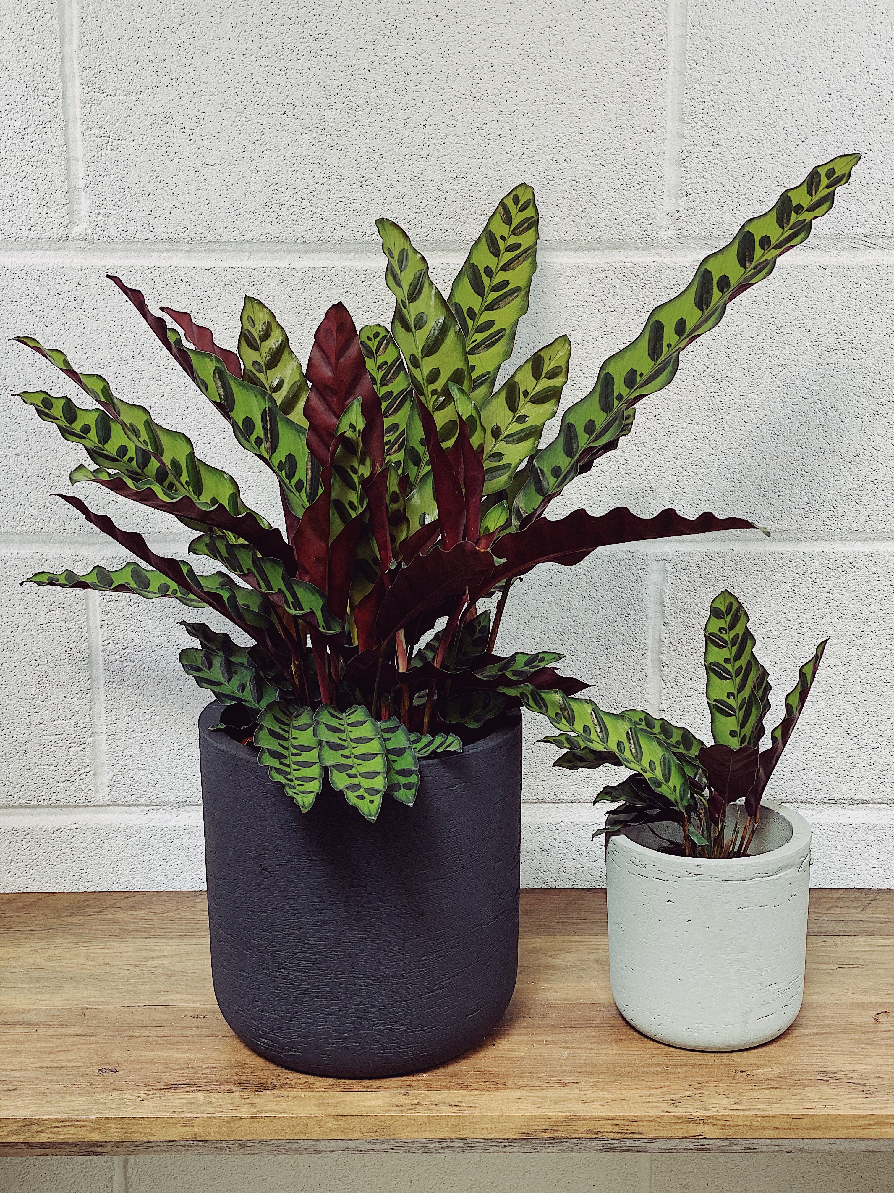 Calathea Lancifolia Care Guide  Quirky Plants