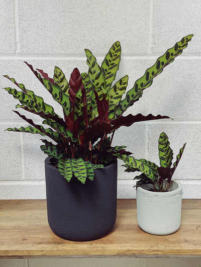 Calathea Lancifolia Care Guide