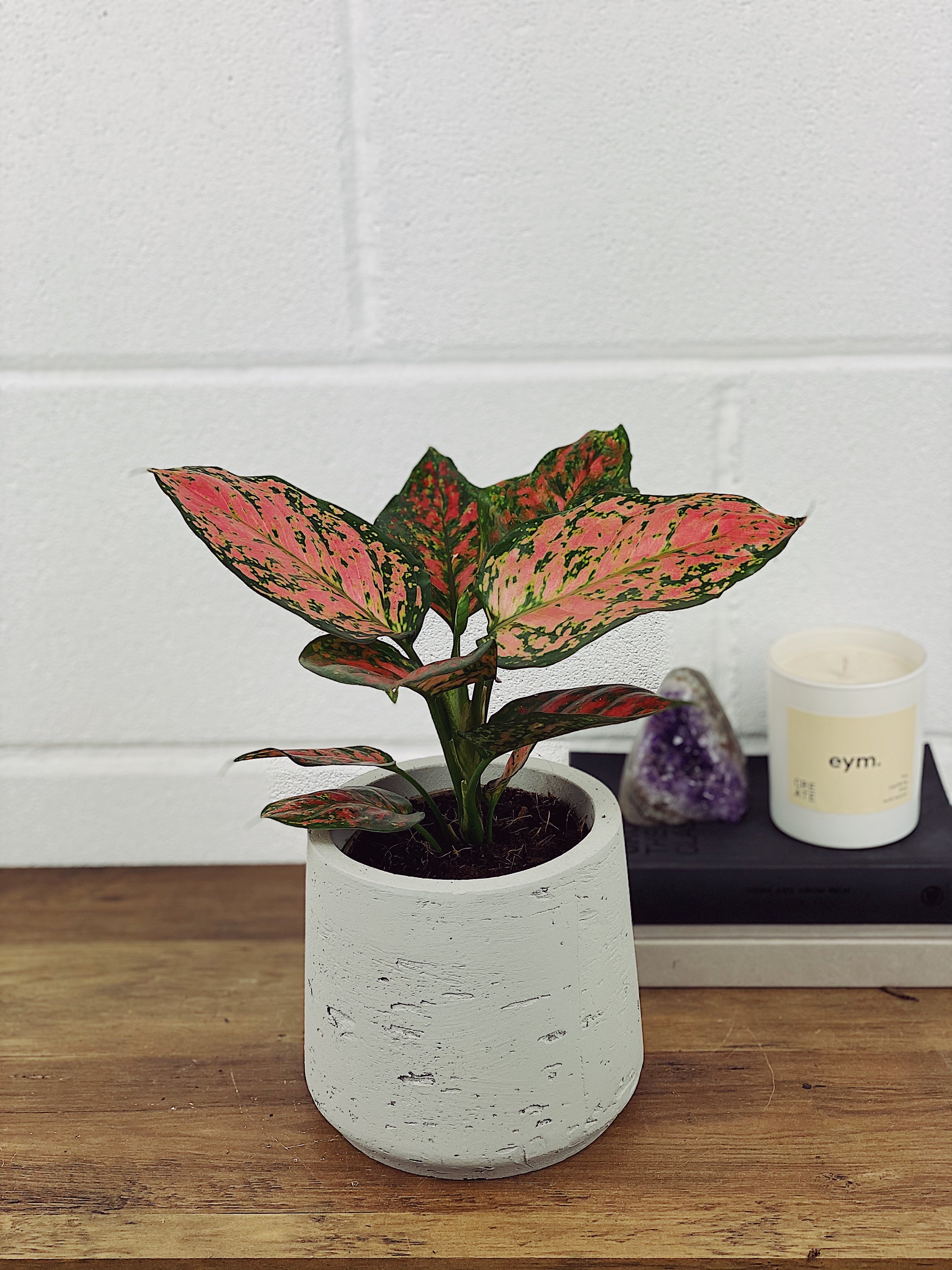 その他観葉植物 aglaonema pictum star platinum AZ0114-5 Aglaonema pictum 