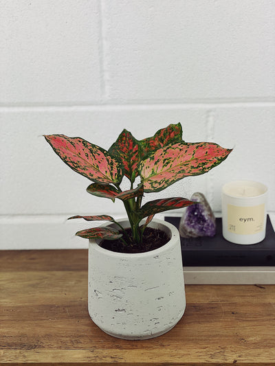 Aglaonema Light Star Care Guide