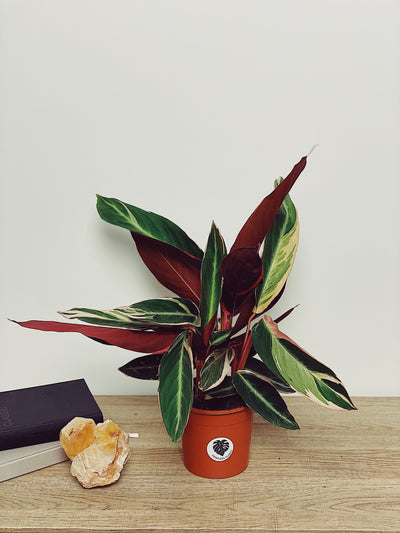 Calathea Triostar Care Guide