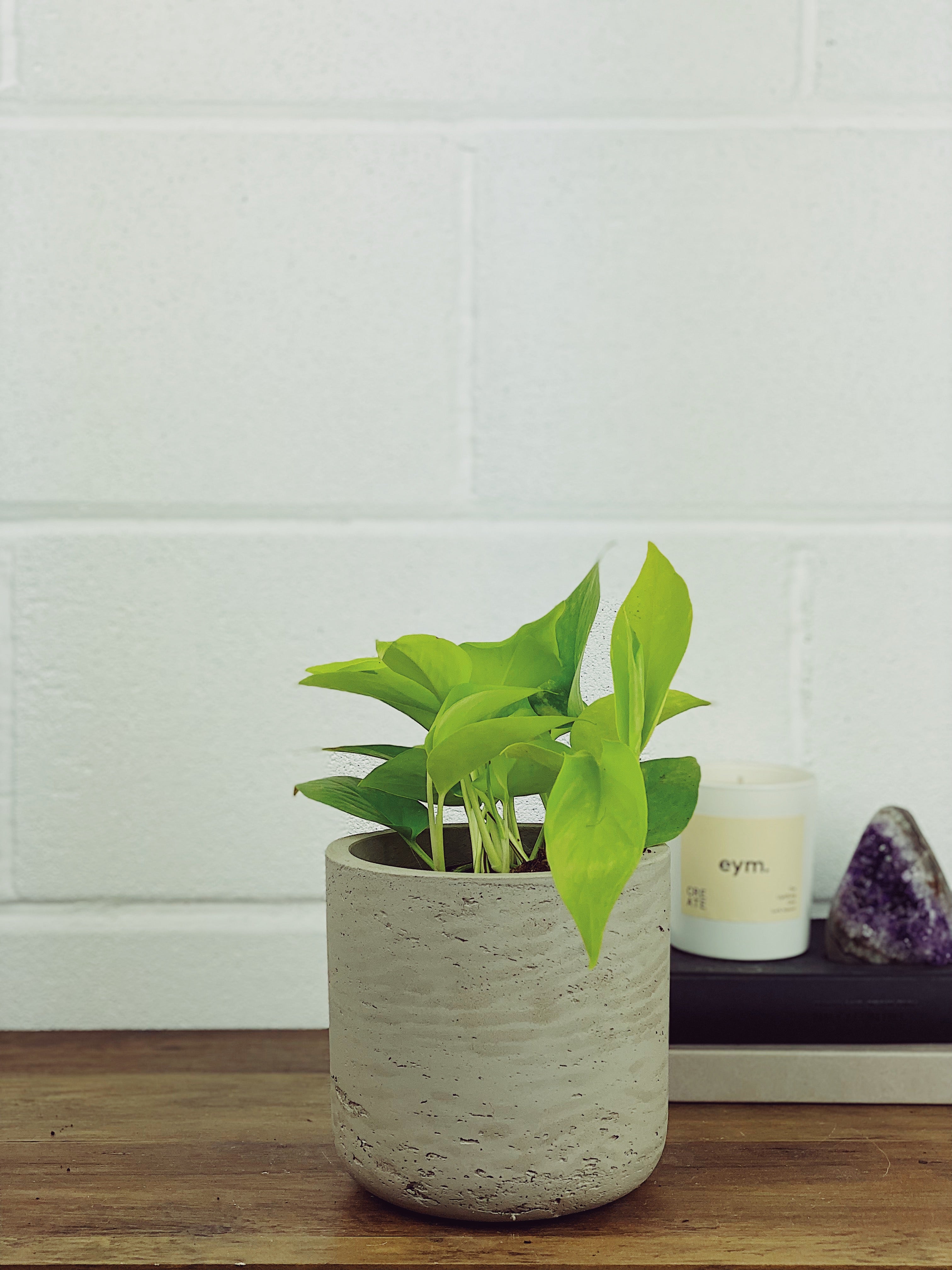 Neon Pothos Care Guide  Quirky Plants