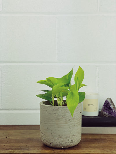 Neon Pothos Care Guide