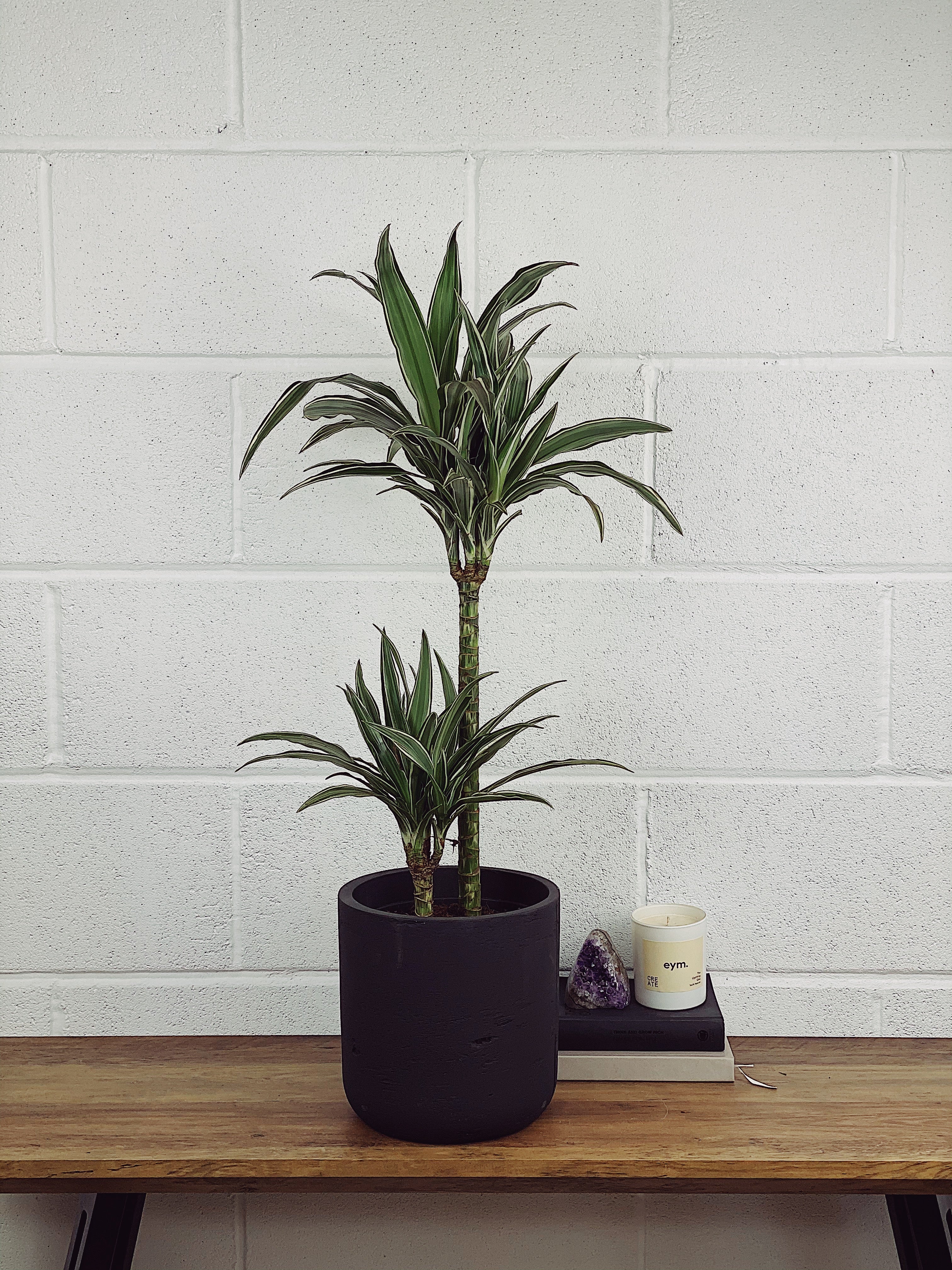 large indoor bird of paradise plant 6-8FT Bird-of-Paradise main image 0