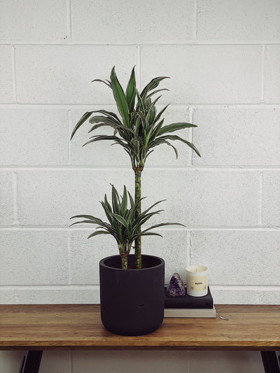 Dracaena Deremensis Care Guide