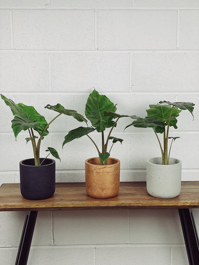 Alocasia Portodora Care Guide